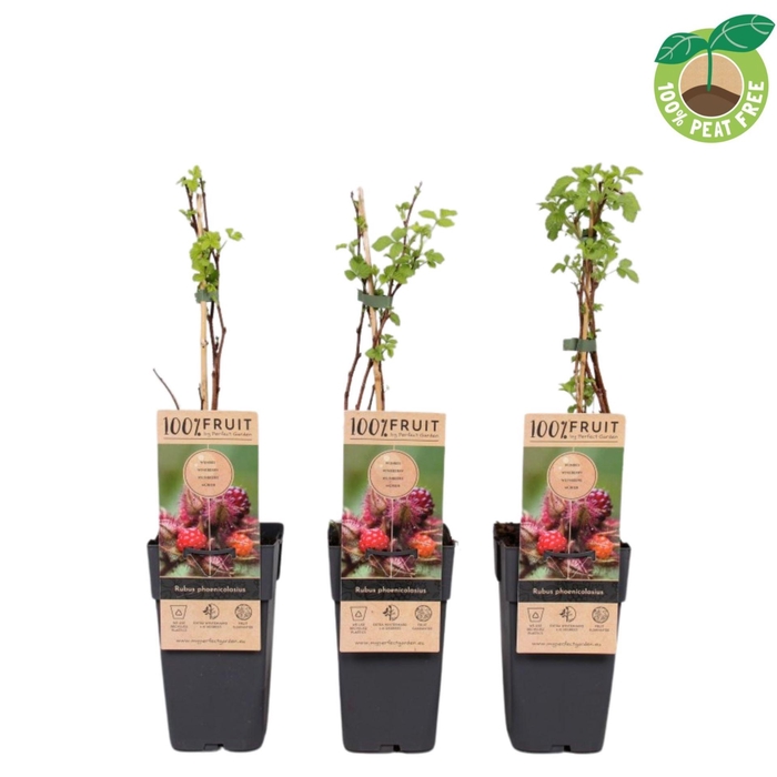 <h4>Rubus phoenicolasius</h4>