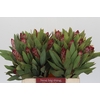 Protea Robijn