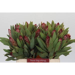 Protea Robijn