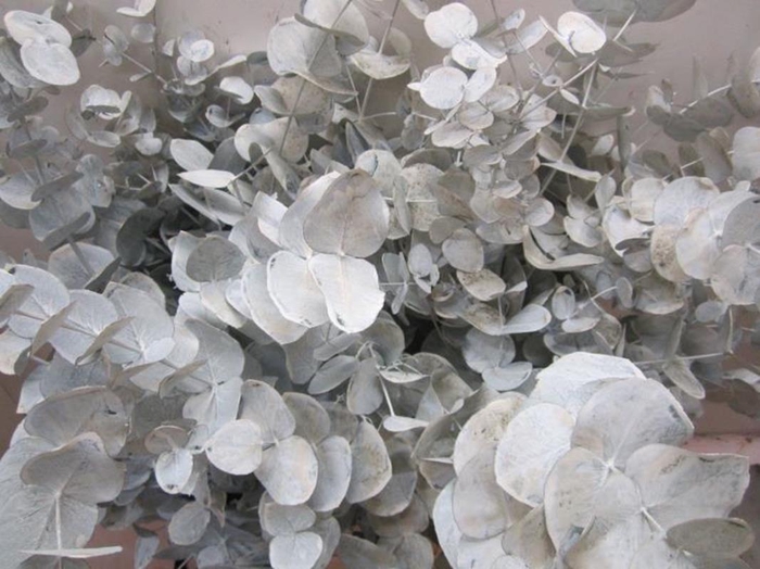 <h4>Euc Cinerea Wit</h4>