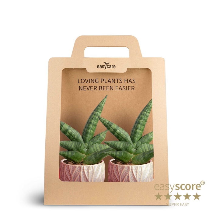 <h4>2-Pack Leaf Rosa, Boncellensis</h4>