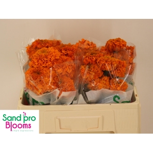 TAG E PROMISE ORANGE