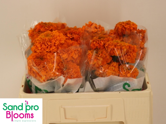 <h4>TAG E PROMISE ORANGE</h4>