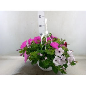Petunia   ...mix