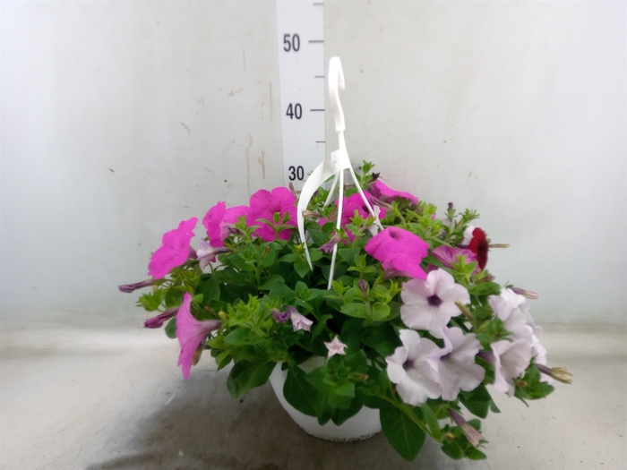 <h4>Petunia   ...mix</h4>