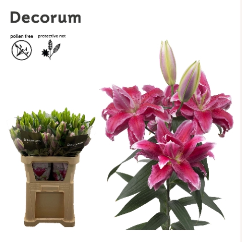 <h4>LI ROSELILY DORIA 4+</h4>