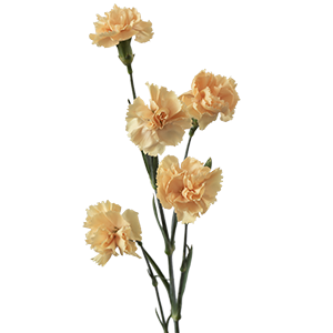 <h4>DIAN.TR. Sundrop</h4>