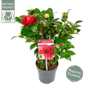 Camellia japonica