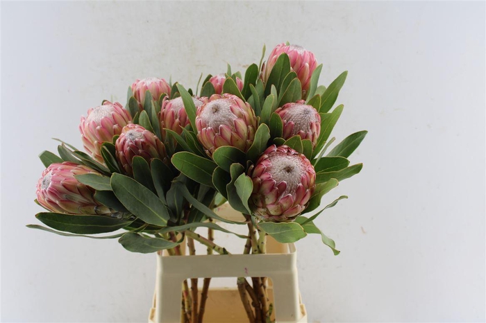 <h4>Protea Susara</h4>