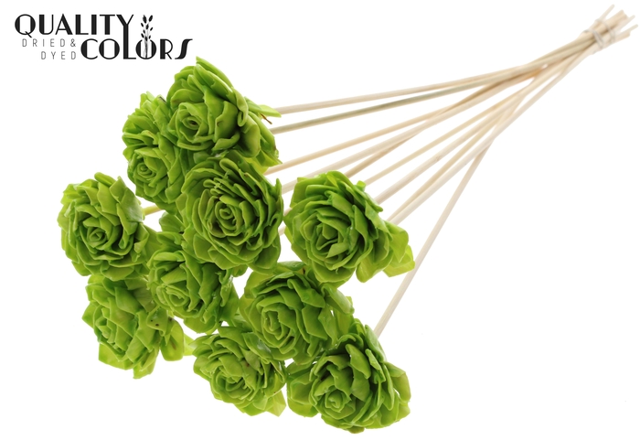 Shola Dhaliya 6cm on stem Wax Light Green