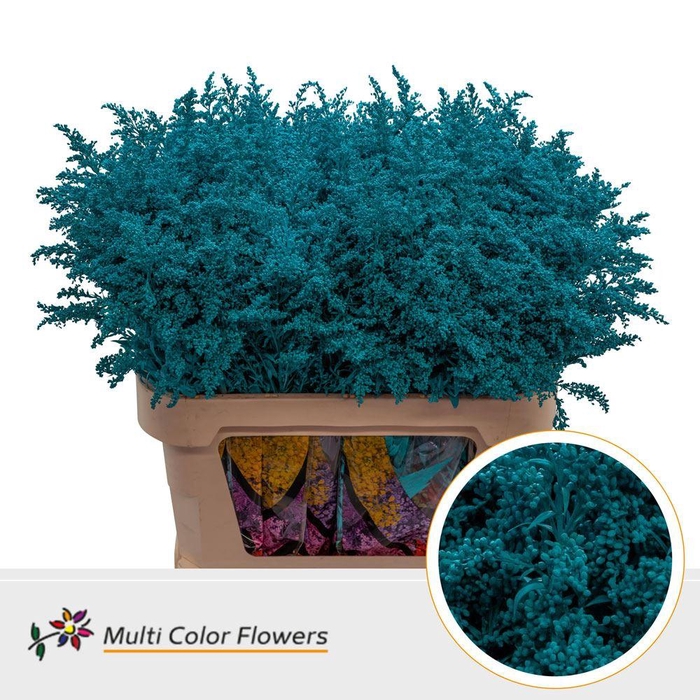 <h4>Solidago   ...colored  H%</h4>