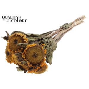Dried Sunflower Ø10cm 5pc/bunch