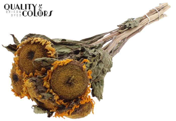 <h4>Dried Sunflower Ø10cm 5pc/bunch</h4>