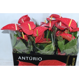 ANTHURIUM MICHIGAN P17 PREMIUM