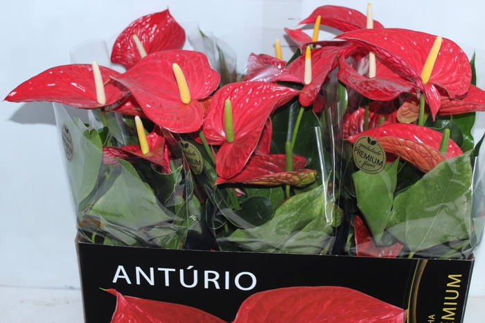 <h4>ANTHURIUM MICHIGAN P17 PREMIUM</h4>