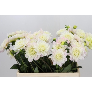 Dahlia Princess Kate