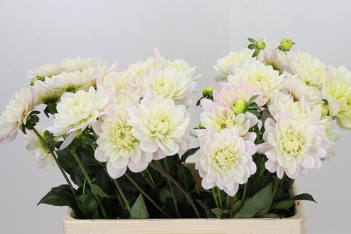 <h4>Dahlia Princess Kate</h4>