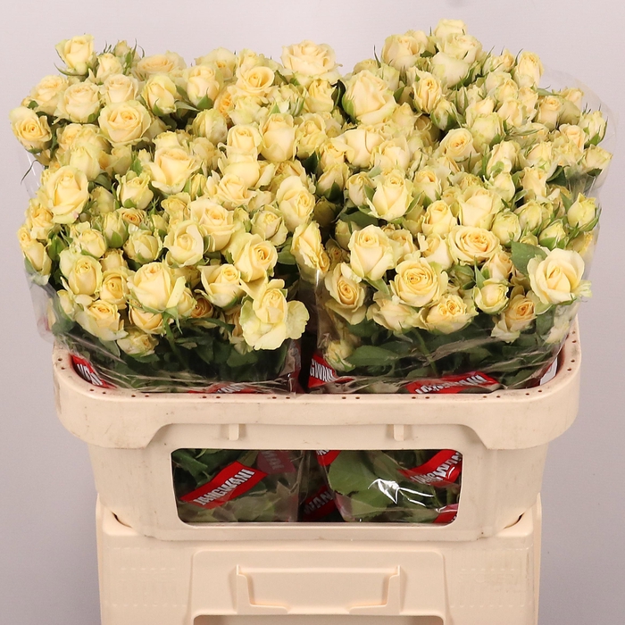 <h4>R TR SALINERO</h4>