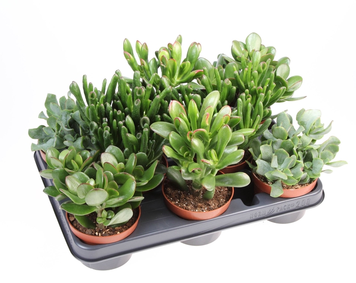 <h4>Crassula   ...mix</h4>