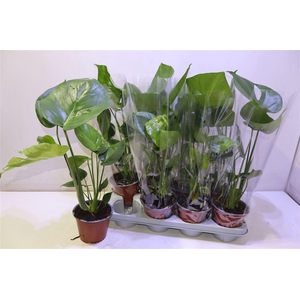 Monstera Deliciosa