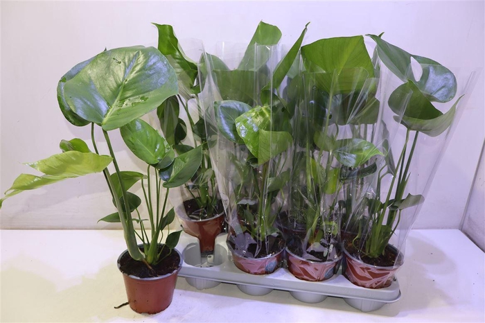 <h4>Monstera Deliciosa</h4>