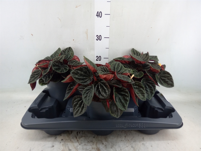 <h4>Peperomia</h4>