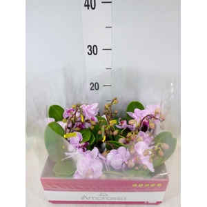 Phalaenopsis multi.   ...rose