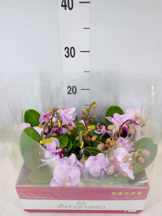 <h4>Phalaenopsis multi.   ...rose</h4>