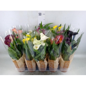 Zantedeschia   ...mix
