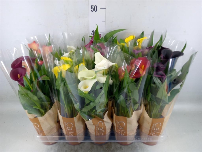 <h4>Zantedeschia   ...mix</h4>