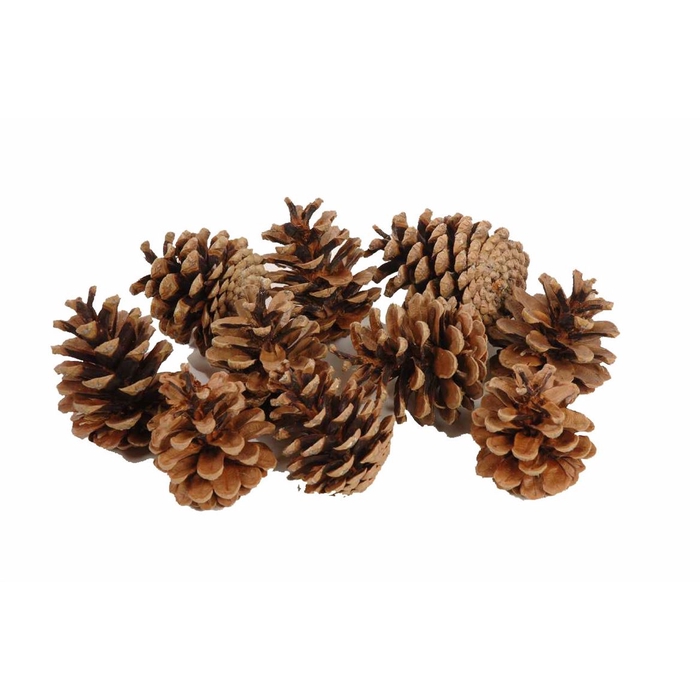 <h4>Pinecone Oostenrijker 10kg</h4>