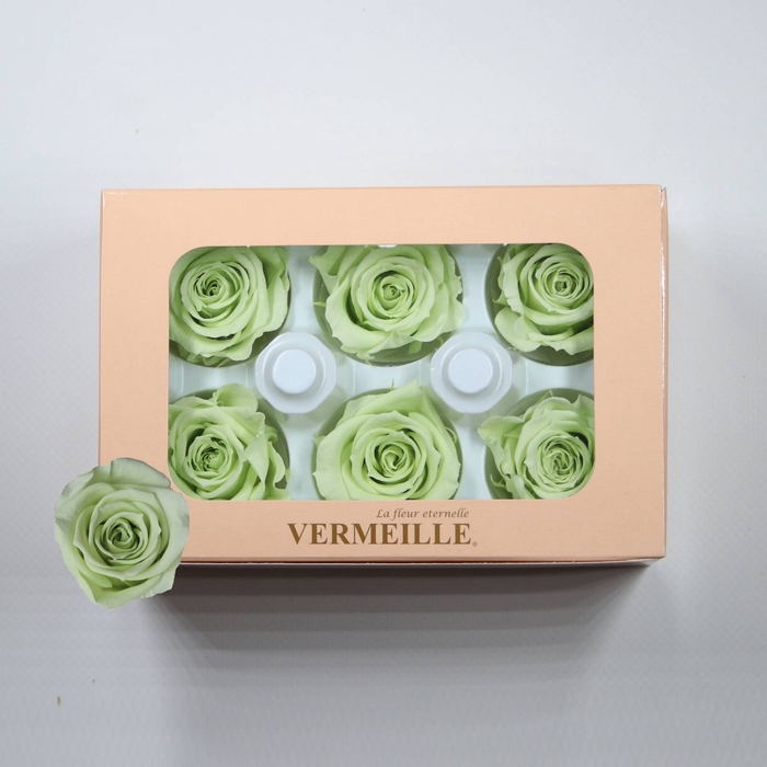 <h4>Rose Ines Lime Green</h4>