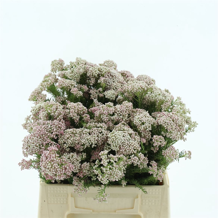 <h4>Ozoth Cooks Light Pink</h4>