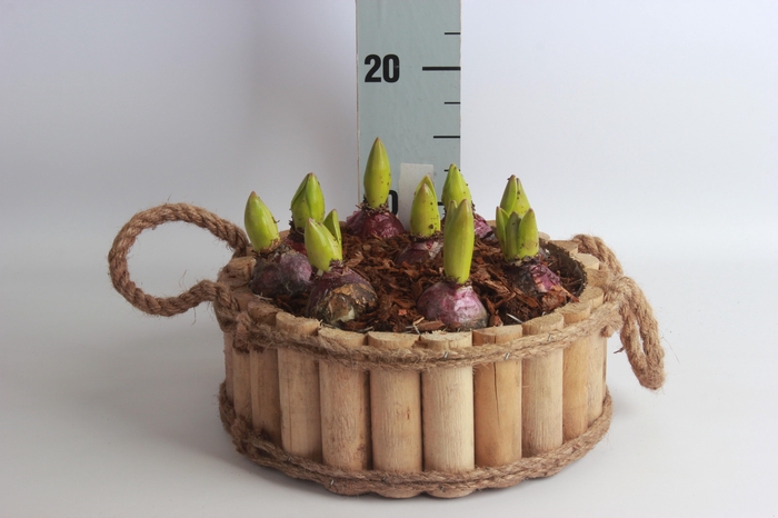 <h4>ARR HYACINTH</h4>