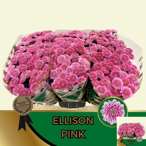 Chr S Ellison Pink