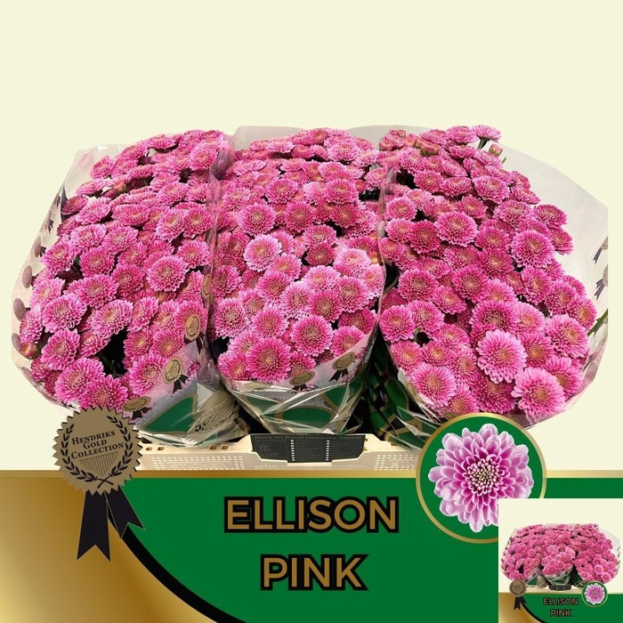 <h4>Chr S Ellison Pink</h4>