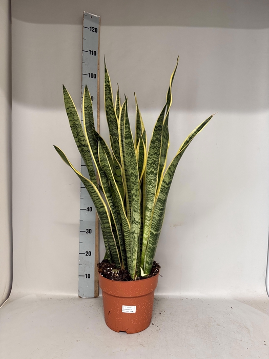 <h4>SANSEV LAURENTII</h4>