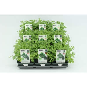 BKH groente 50200 bio Snijselderij (set x9)