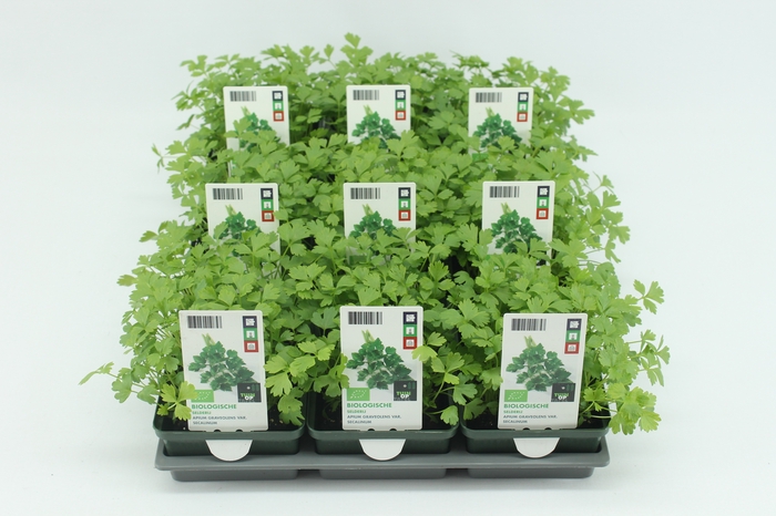 <h4>BKH groente 50200 bio Snijselderij (set x9)</h4>