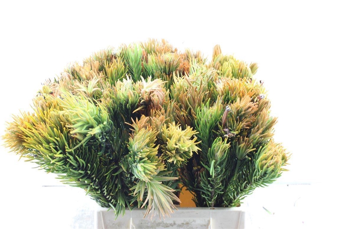 <h4>Kaaps Retzia</h4>