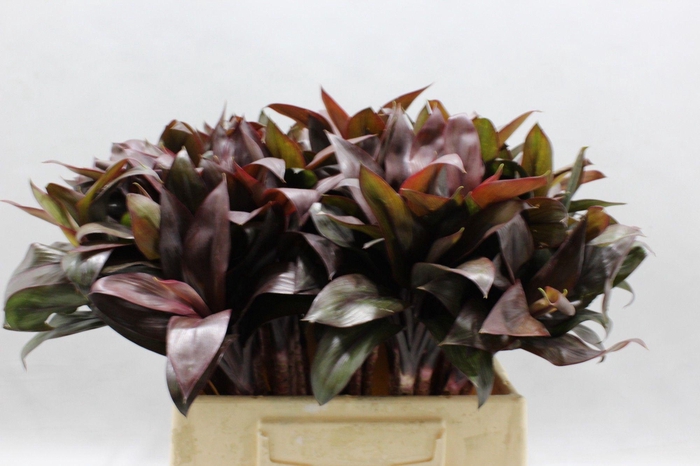 <h4>CORDYLINE PURPLE COM</h4>