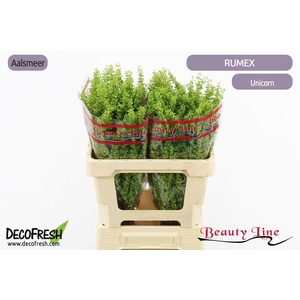 RUMEX CRISP UNICORN