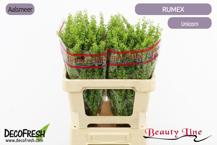 <h4>RUMEX CRISP UNICORN</h4>