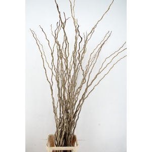 MOERBEI PER STEM 180CM