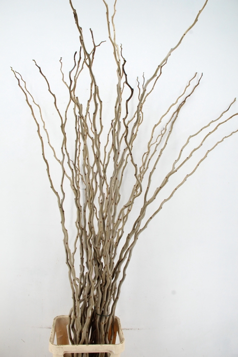 <h4>MOERBEI PER STEM 180CM</h4>