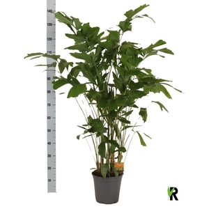 CARYOTA MITIS