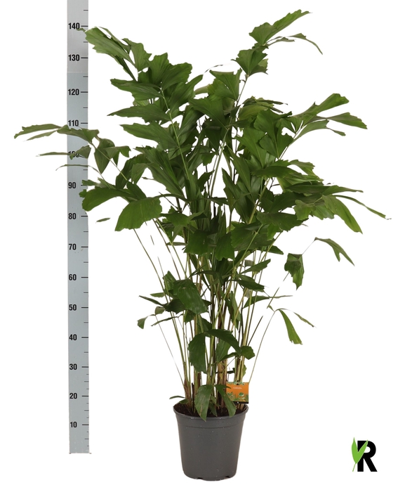 <h4>CARYOTA MITIS</h4>