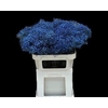 Gyps Klb Fine Blue