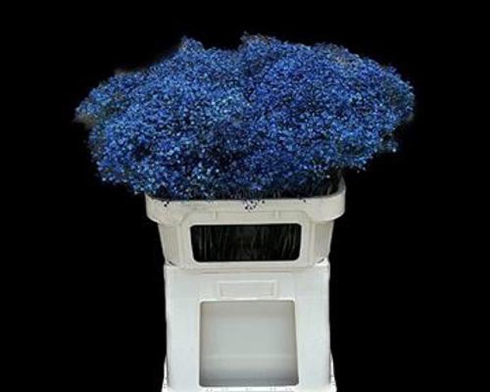 Gyps Klb Fine Blue