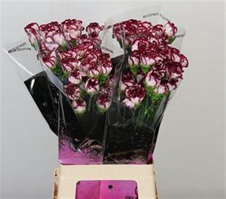 <h4>Di St Bacarat</h4>